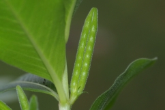 Paired fruits (follicles) of Catharanthus roseus photo